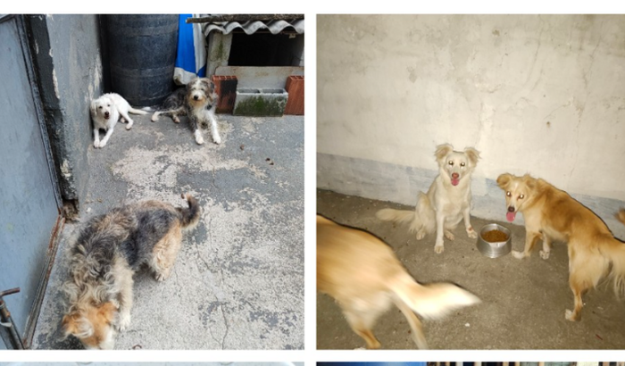 Mudança dos cães!