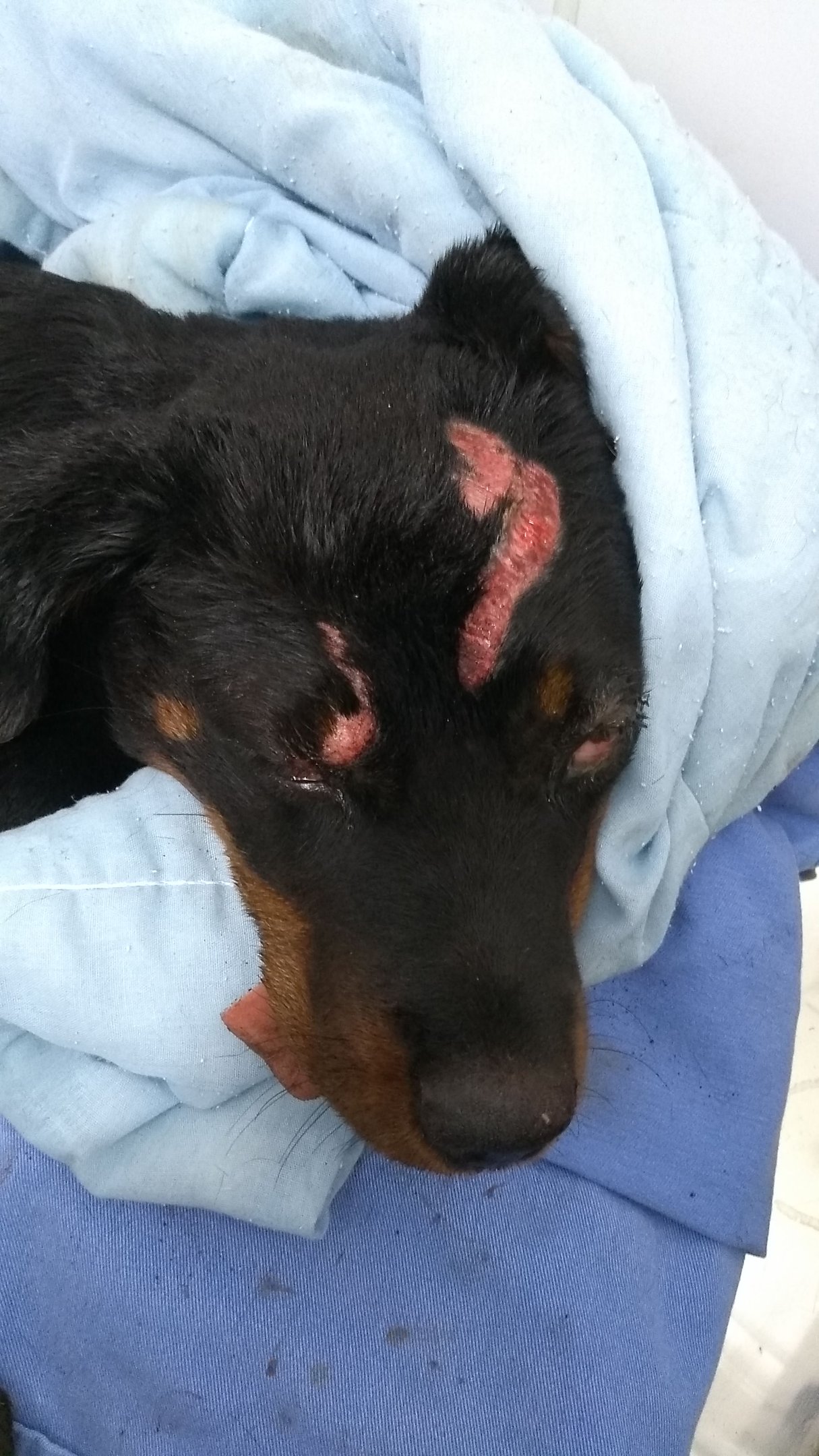 Ajude no tratamento da cadela tequila