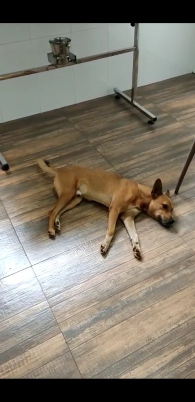 Cachorro pista de caminhada 
