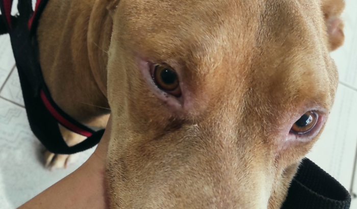 Ajuda para cachorro 