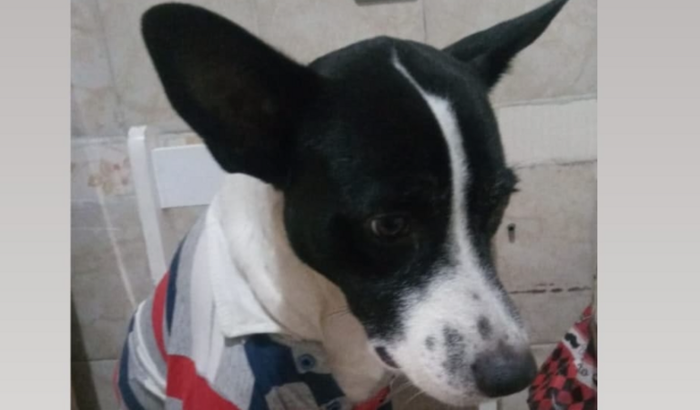 Vamos ajudar a Salvar o Zequinha 