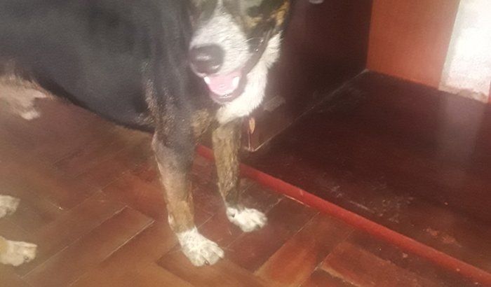 O LUKE PRECISA DE AJUDA!!!