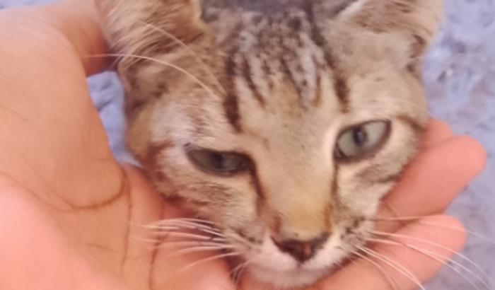 Custear, consulta, exames e tratamento de gatinho atropleado.