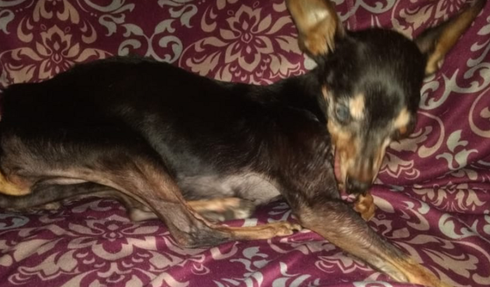 Preciso de ajuda para exames de uma cachorrinha idosa que resgatei 