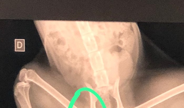 Cirurgia do Fumacinha