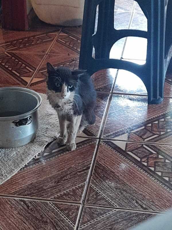 Gato debilitado 