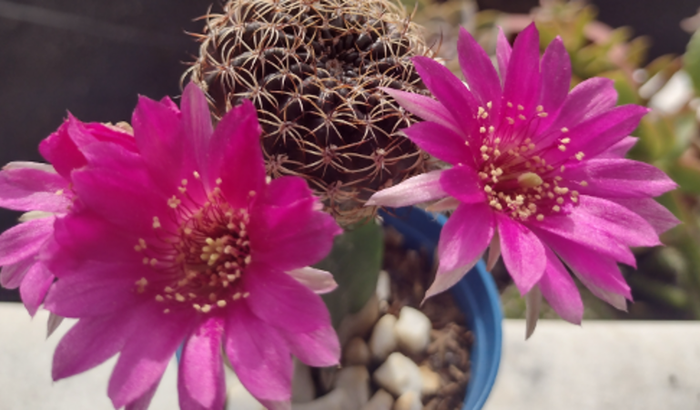 Broncopatia crônica 