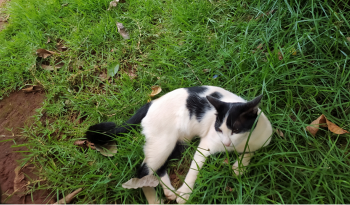 Gato com a pata quebrada ajude por favor 😞