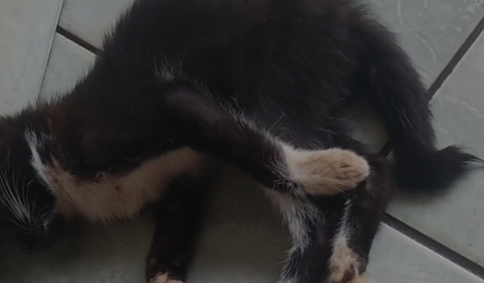 Ajudem o gatinho por favor 