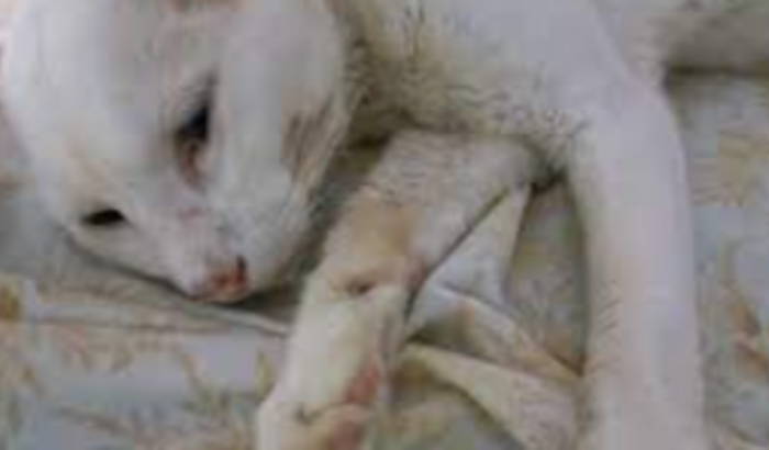 Meu gato do gta sandés ta morrendo preciso de ajuda