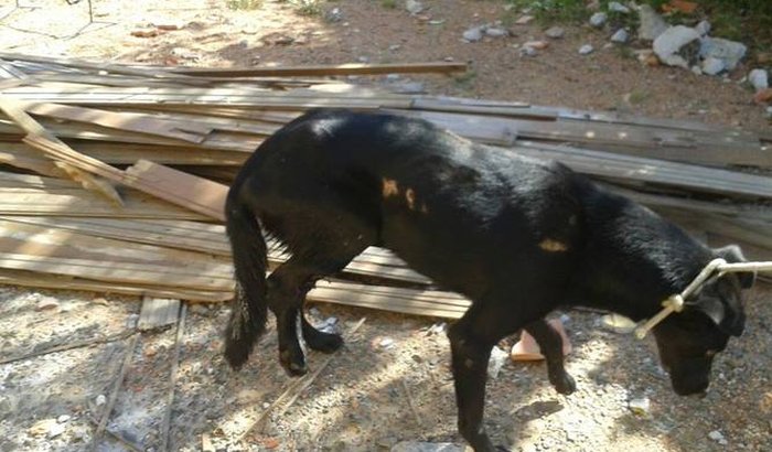 cachorro pretinho