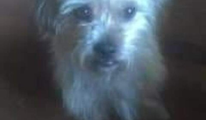 Ajude o Spike 