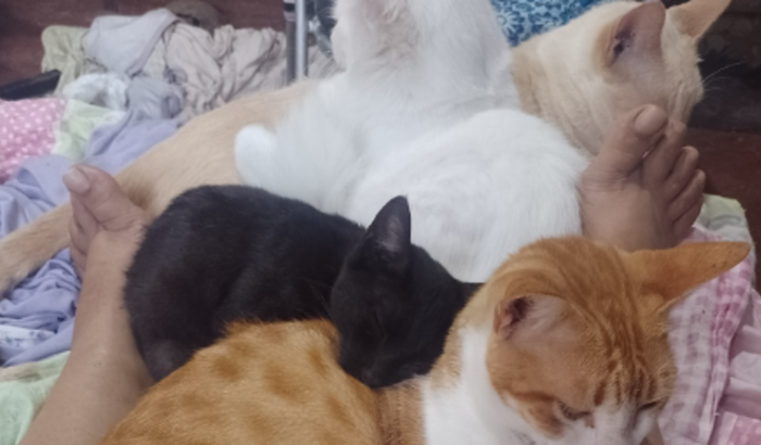 Me ajude a pagar a veterinária e a ração 