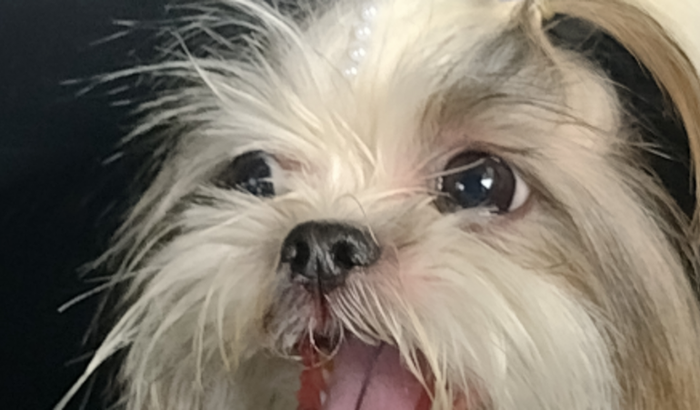 Ajude minha cachorrinha 😭