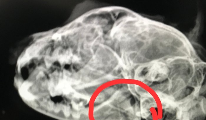Cirurgia de mandíbula da Elis 