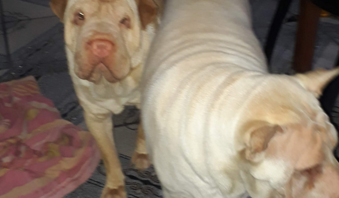 Alimentos para o meus cachorros