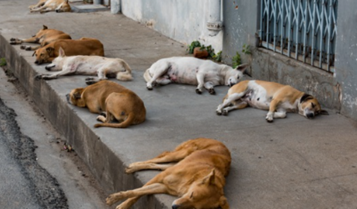 Ações Sociais - Animais De Rua