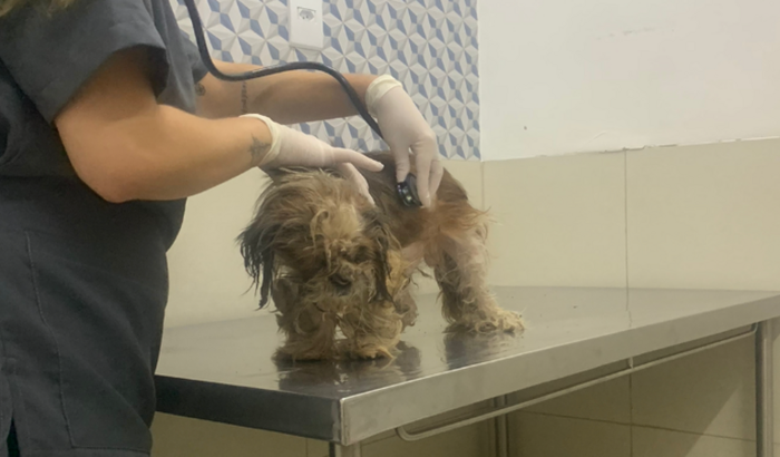 Shitzu abandonado, debilitado (está internado na Center Vet)