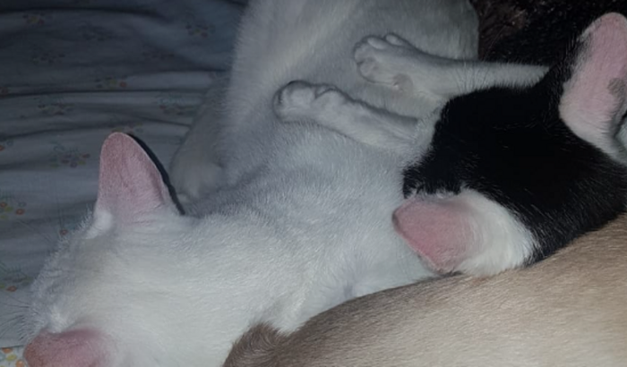 Ajuda para pets 