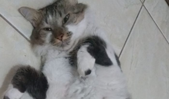 Tratamento renal + Linxacariose de Obito