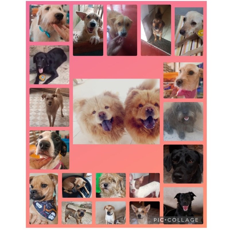 S.O.S Amor a Quatro Patas