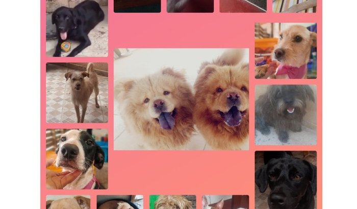 S.O.S Amor a Quatro Patas