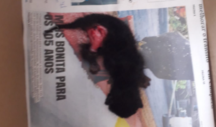 Ajuda para pagar os gastos do gatinho