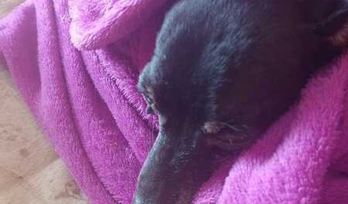 Ajude um casamento na praia