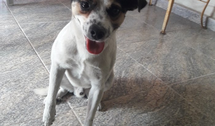 Ajude o Neguinho