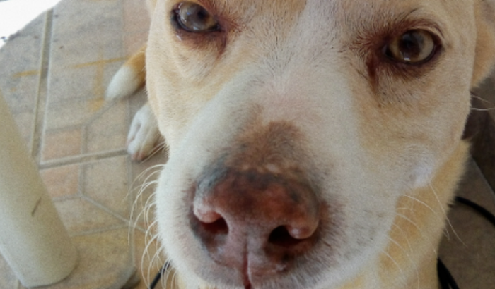 Ajude a Pitty 