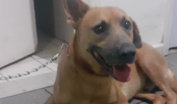 Castração do Orelha