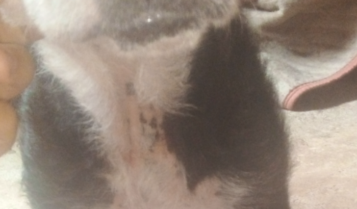 Remédio e comida para o meu cachorro 
