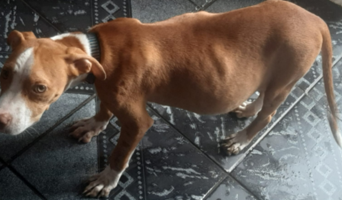 Ajudem meu cãozinho Robson a melhorar.