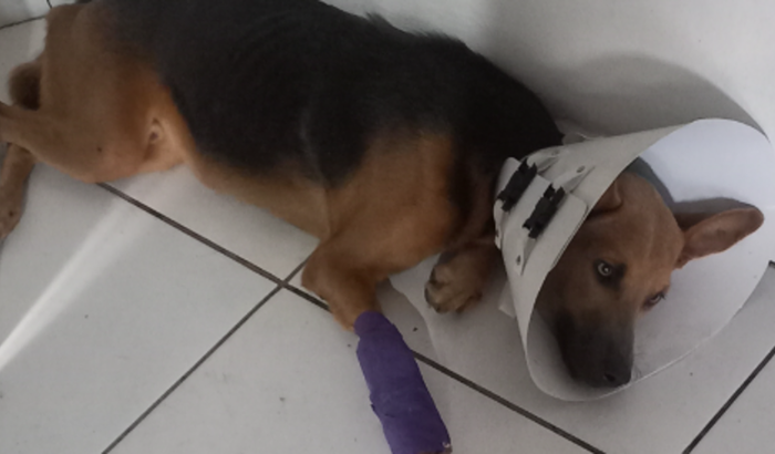 Ajudar cachorro de rua