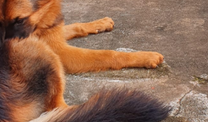 Construir  Um Canil Para Meus Cães 
