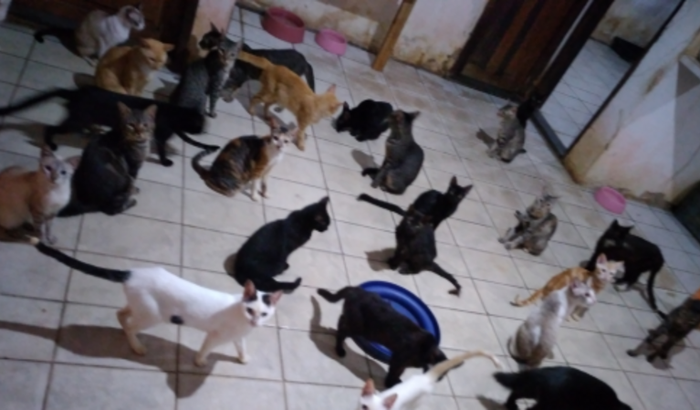 AJUDAR OS ANIMAIS RESGATADOS DA RUA