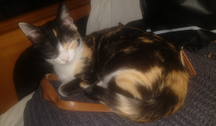Minha gatinha está precisando de ajuda 