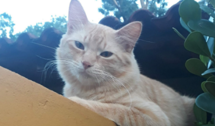 Castração de animais de rua