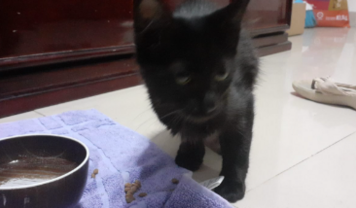 Cirurgia do Gato 🐱 + Medicações 