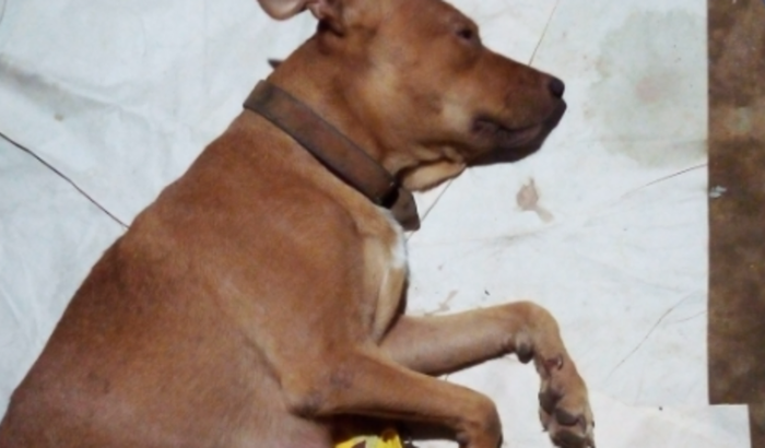 AJUDE LECY A IR AO VETERINÁRIO