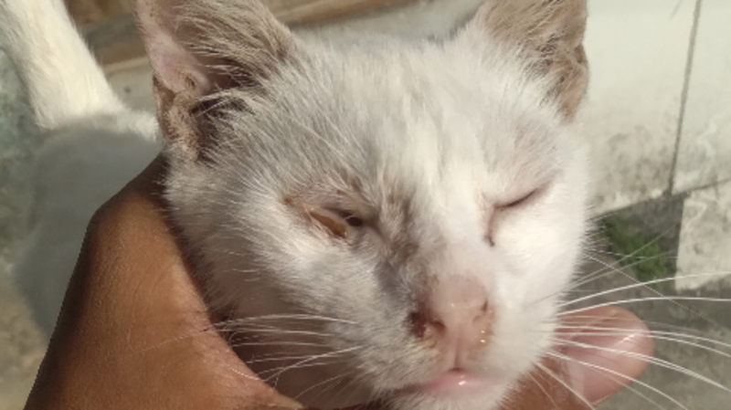 Meu gato está muito doente e preciso de ajuda com remédios