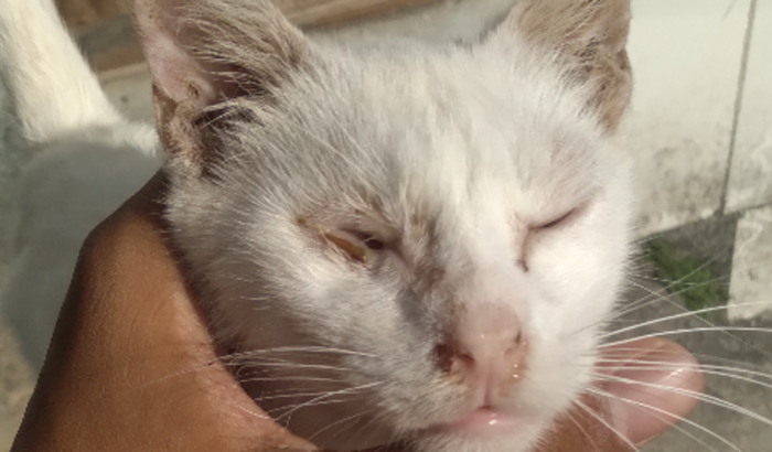 Meu gato está muito doente e preciso de ajuda com remédios