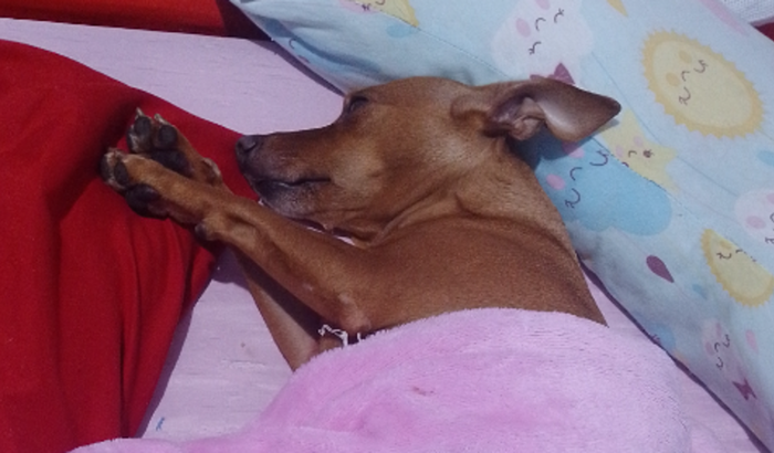 Família  pet 