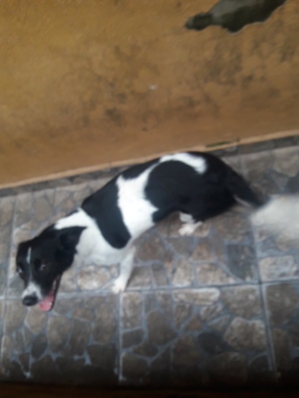 Coração solidário 