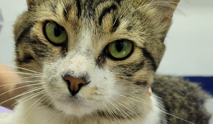 Ajuda para cirurgia gato resgatado