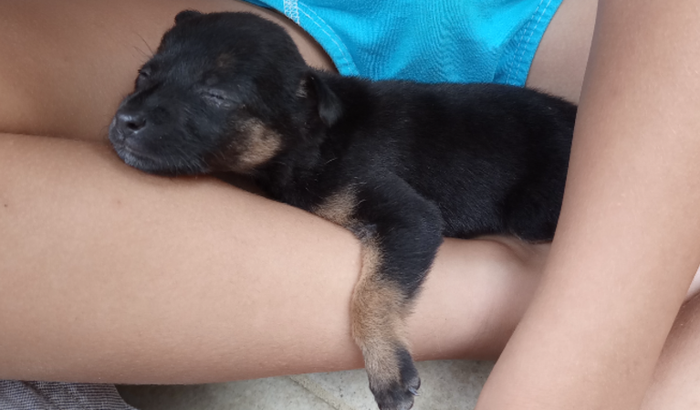 Ajude uma cachorrinha a sobreviver 