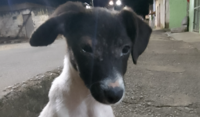 Cachorrinha Lunna