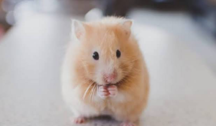 me ajude a comprar um hamster 