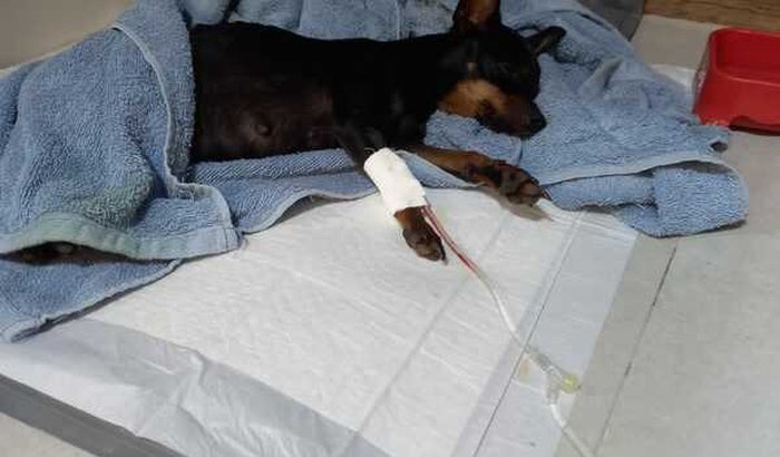 Ajudem minha cachorrinha kira a sobreviver 
