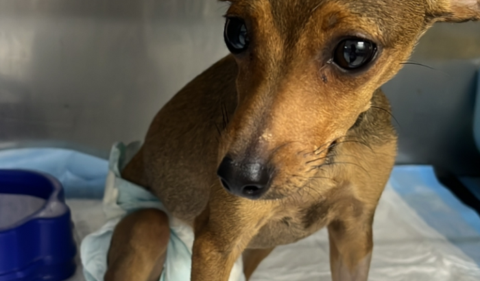 Vaquinha para o CHICO / tratamento PARVO VIROSE